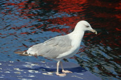 Larus