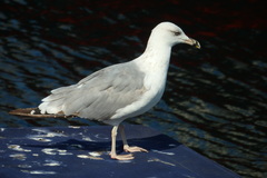 Larus