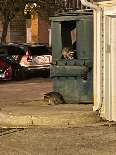 Common Raccoon photographed in Nebraska