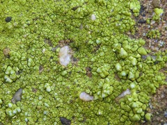 Acarospora robiniae image