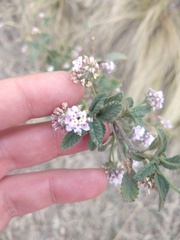 Lantana balansae