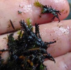 Fissidens rigidulus rigidulus