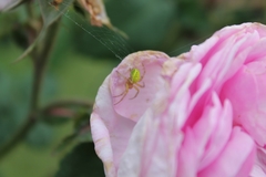 Araniella opisthographa