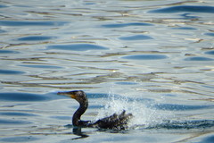 Phalacrocorax carbo