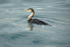 Gulosus aristotelis