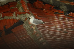 Larus michahellis