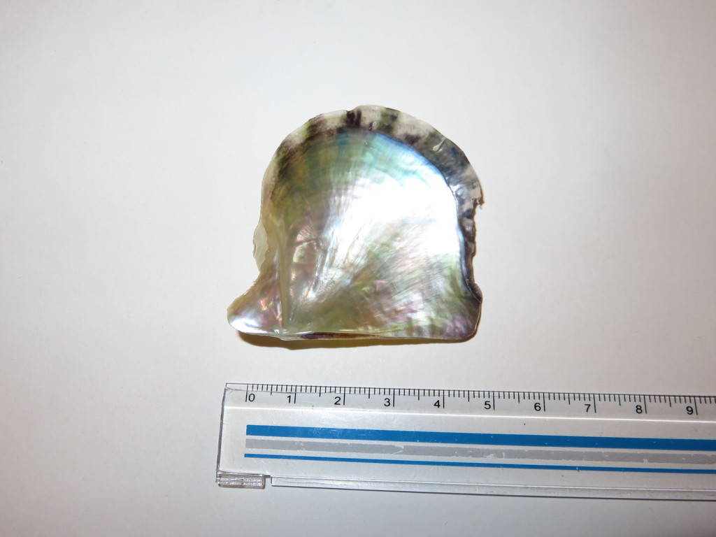 Pinctada fucata
