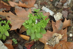 Euphorbia peplus