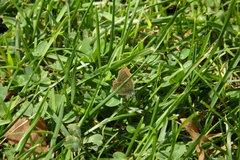 Polyommatus icarus