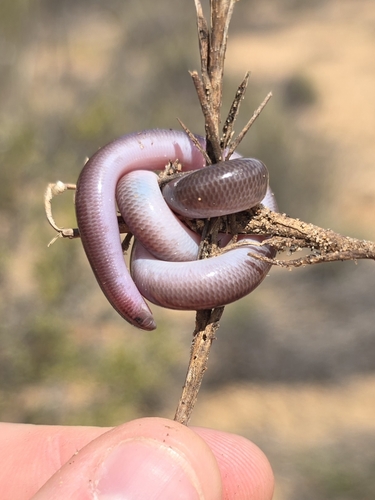 Dark-spined Blind Snake