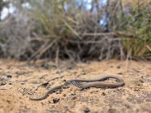 Marble-faced Delma, Delma australis