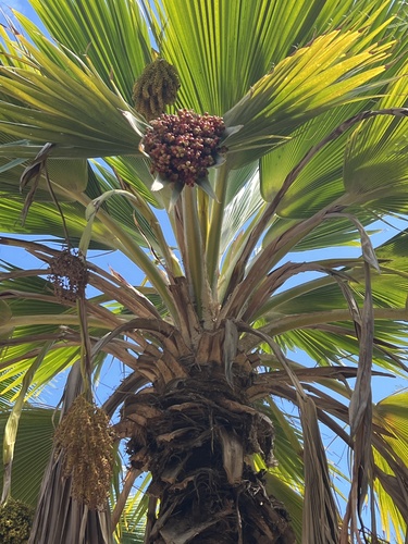 Pritchardia thurstonii observed 2025-09-24