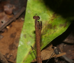 Macromusonia