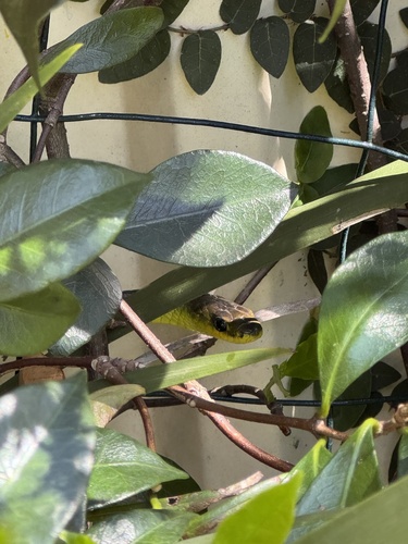 Common Tree Snake sighting
