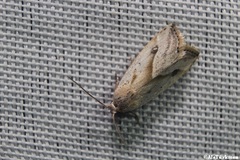 Micrathetis tecnion