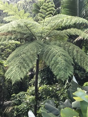 Cyathea arborea