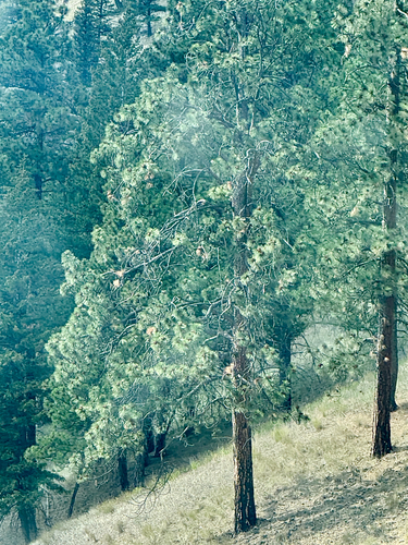 iNaturalist observation 2025-09-22