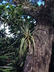 Tillandsia fasciculata