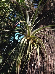 Tillandsia fasciculata