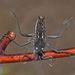 Veliidae - Photo (c) Felix Riegel, alguns direitos reservados (CC BY-NC), uploaded by Felix Riegel