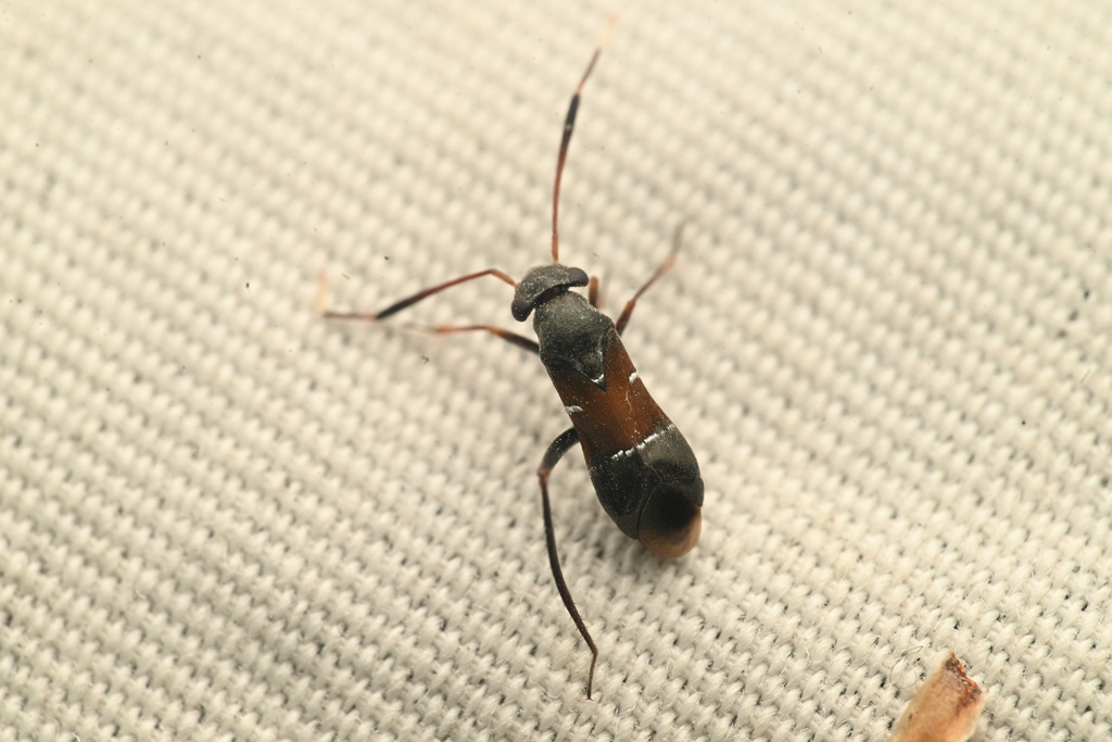 Pilophorus tibialis