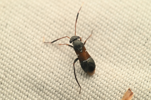 Pilophorus tibialis