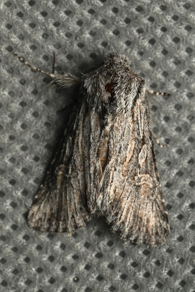 Trichocerapoda strigata