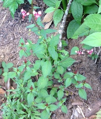 Lopezia racemosa