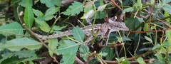Anolis bonairensis