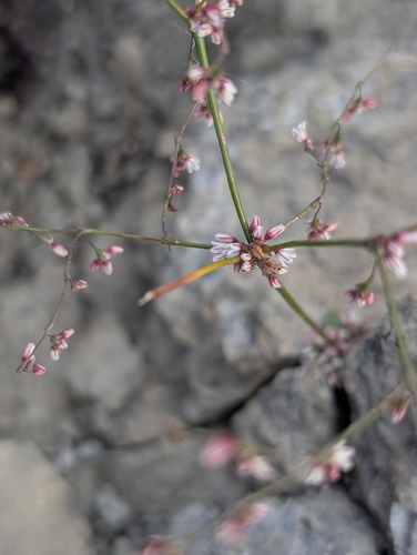 Esmeralda Buckwheat (Eriogonum esmeraldense)