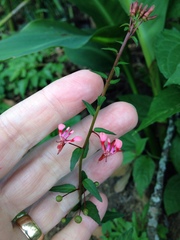 Lopezia racemosa