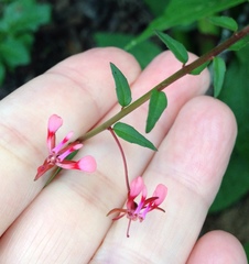 Lopezia racemosa