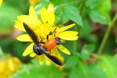 Galactomyia