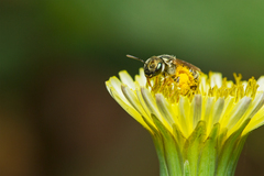 Halictus lucidipennis