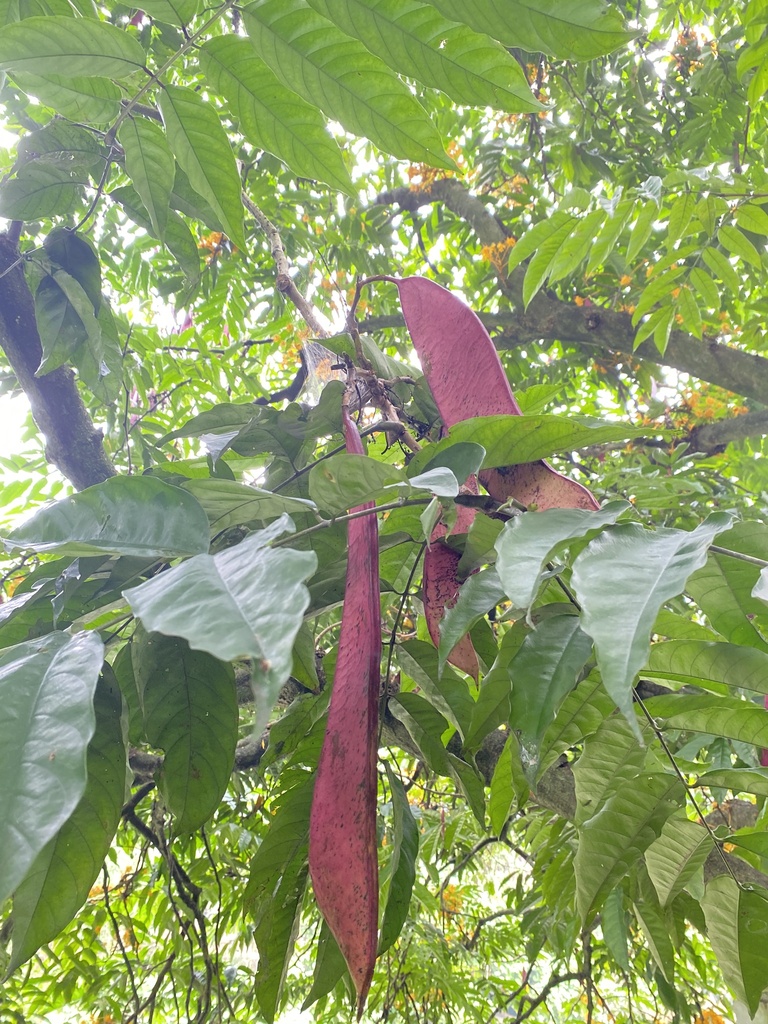 yellow saraca (Saraca thaipingensis)