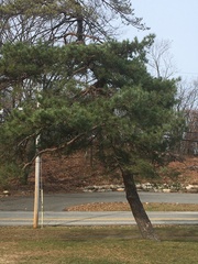 Pinus