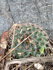 Mammillaria sonorensis