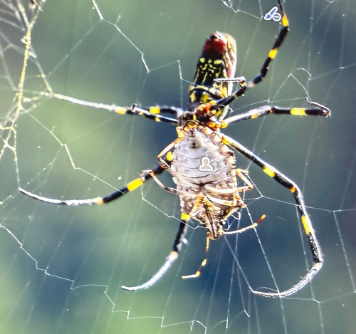 Joro Spider