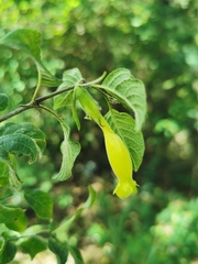 Ruellia cedilloi