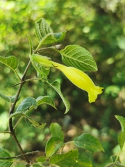Ruellia cedilloi