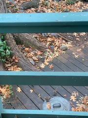 Passer domesticus