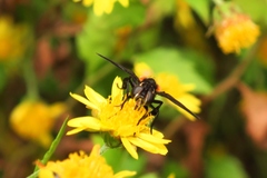 Galactomyia