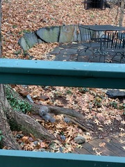 Sciurus carolinensis