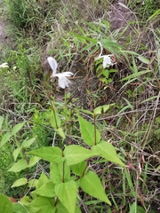 Carlowrightia mcvaughii