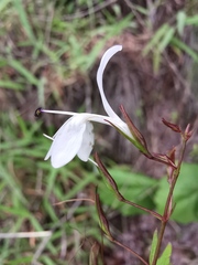Carlowrightia mcvaughii