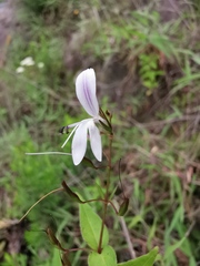 Carlowrightia mcvaughii