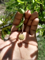 Cephalanthus