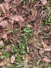 Magnoliopsida