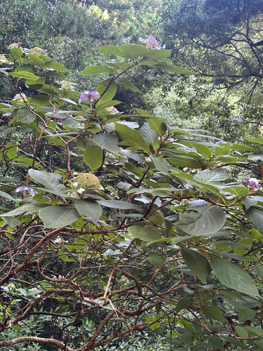 Hydrangea involucrata, photograph 1