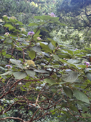 岸本年郎, CC BY, iNaturalist via GBIF Hydrangea involucrata, photograph 岸本年郎, CC BY, iNaturalist via GBIF